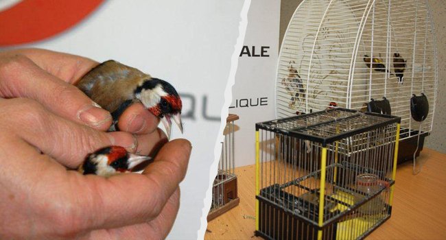 Chardonnerets élégants (Carduelis carduelis) - Crédit photo : Police Nationale