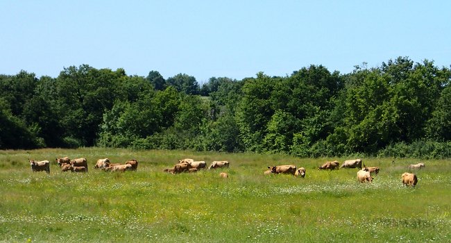 Le troupeau de vaches Maraichines - Crédit photo : Sandra Laborde / nature environnement 17