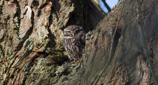 Chouette chevêche (Athene noctua) - Crédit photo : Karl Gillebert / Délucine