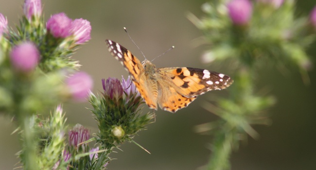 Belle dame (Vanessa cardui) - Crédit photo : Stéphane Maisonhaute