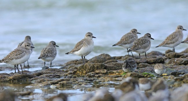 Pluvier argenté (Pluvialis squatarola), Bécasseau violet (Calidris maritima), Bécasseau variable (Calidris alpina) et Tournepierre à collier (Arenaria interpres) - Crédit photo : Nidal Issa