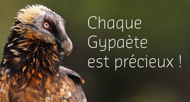 Gypaète barbu (Gypaetus barbatus) - Michèle Mendi