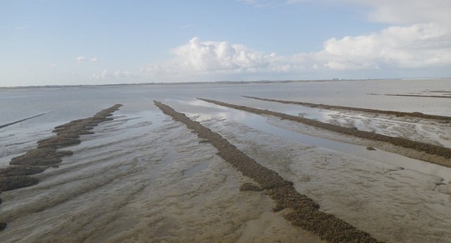 Réserve Naturelle Nationale de la Baie de l’Aiguillon - Crédit photo : Réserve Naturelle Nationale de la Baie de l’Aiguillon