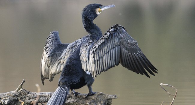Grand Cormoran (Phalacrocorax carbo) - Crédit photo : Fabrice Cahez