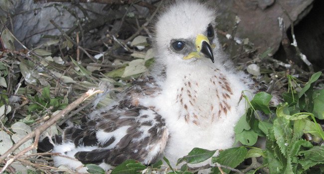 Jeune Aigle de Bonelli (Aquila fasciata). Photo réalisée au moment du baguage - Crédit photo : LPO Rhône-Alpes