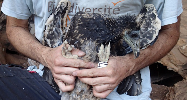 Jeune Vautour percnoptère (Neophron percnopterus), photo réalisée lors du baguage - Crédit photo : LPO Rhône-Alpes