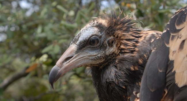 Vautour percnoptère (Neophron percnopterus) - Crédit photo : Florian Veau / LPO Ardèche