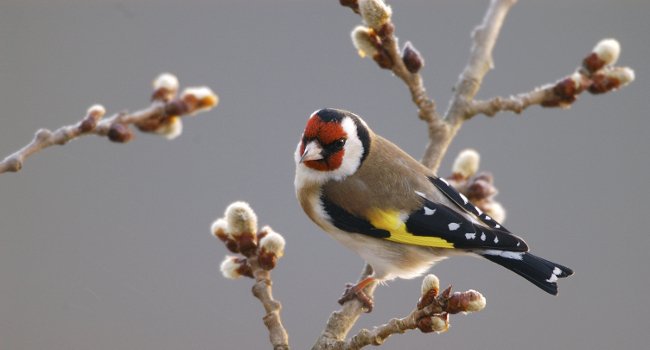 Chardonneret élégant (Carduelis carduelis) - Crédit photo : F. Cahez