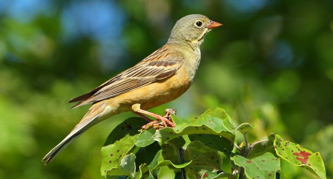 Bruant ortolan (Emberiza hortulana) - Crédit photo : Aurélien Audevard