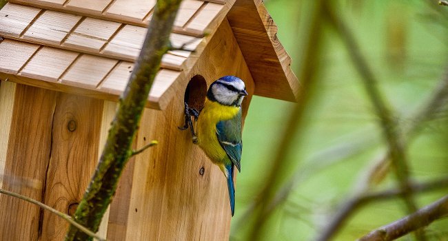 Mésange bleue (Cyanistes caeruleus) - Crédit photo : Nicolas Guerlin 