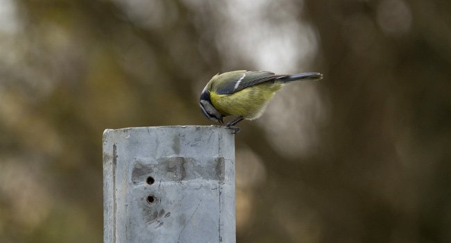 Mésange bleue (Cyanistes caeruleus) et poteau - Rémi Collange/ ASPAS