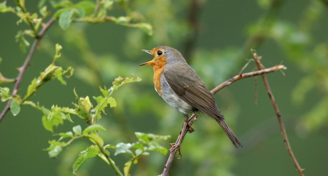 Rougegorge familier (Erithacus rubecula) - Fabrice Cahez