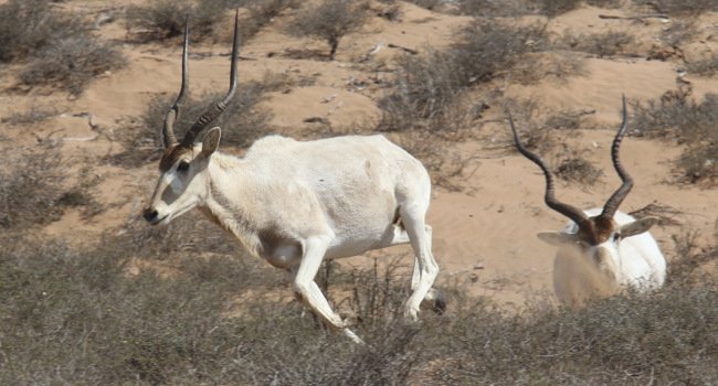 Des démarches sont en cours afin d’augmenter la population d’addax (Addax nasomaculatus), une antilope vivant dans le désert - Crédit photo : Olivier Langrand