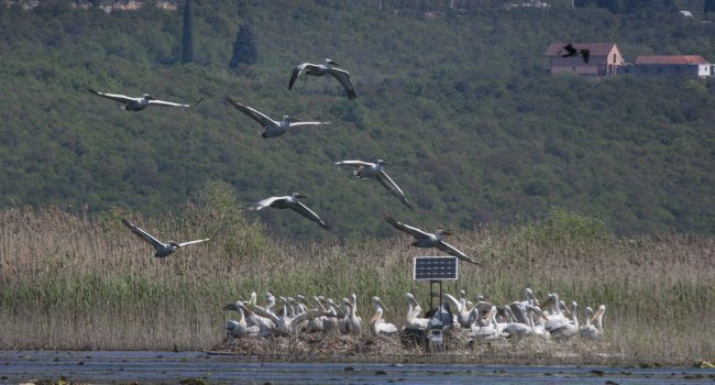 Pélicans frisés (Pelicanus crispus) nichant sur le radeau - Crédit photo : Muséum d’histoire naturelle de Montenégro