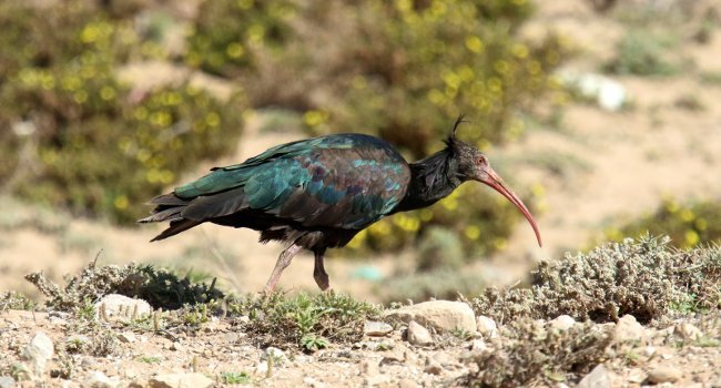 L’Ibis chauve (Geronticus eremita), en danger critique d’extinction, était autrefois présent au Moyen-Orient, en Afrique du Nord et en Europe - Crédit photo : Olivier Langrand