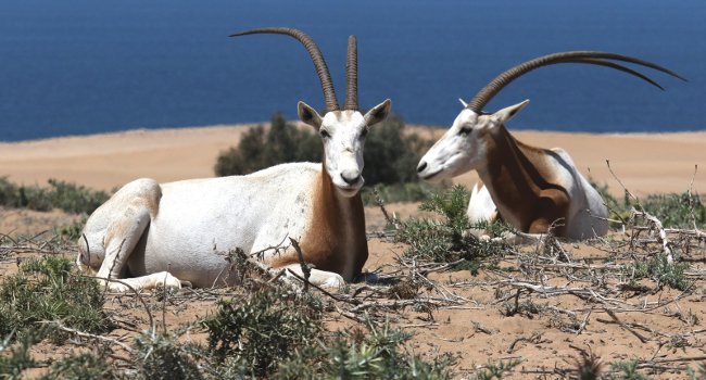 L’Oryx algazelle (Oryx dammah) a été excessivement chassé pour sa viande et sa peau - Crédit photo : Olivier Langrand