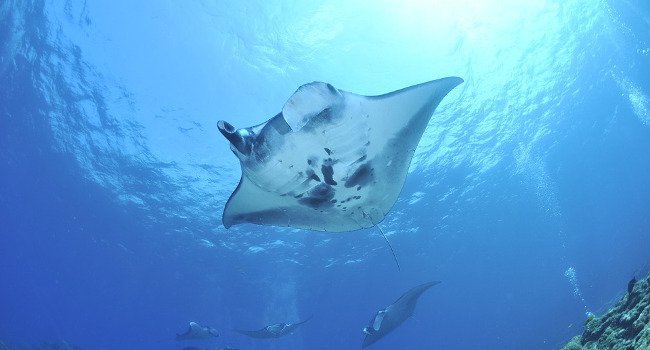 Raie manta (Manta birostris) - Crédit photo : Uccisea1970