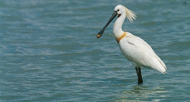 Spatule blanche (Platalea leucorodia)- Crédit photo Emile Barbelette