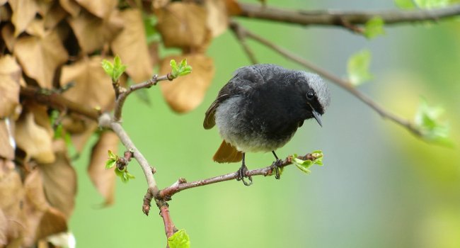 Rougequeue noir (Phoenicurus ochruros) - Crédit photo : Fabrice Croset