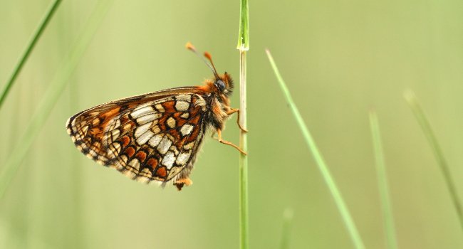 Mélitée du Nickerl (Melitaea aurelia) - Crédit photo : Julien Rougé