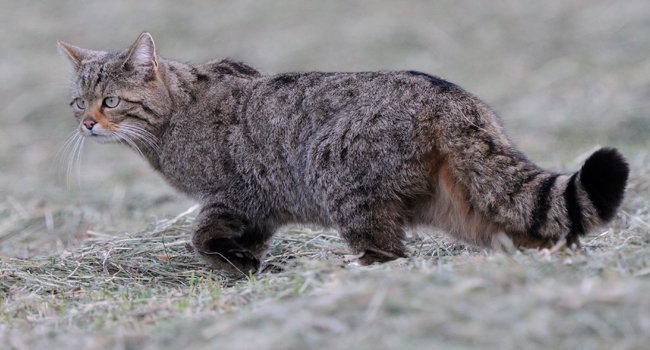 Chat forestier (Felis silvestris) - Crédit photo : FabriceCahez