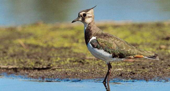 Vanneau huppé (Vanellus vanellus) - Crédit photo : Emile Barbelette