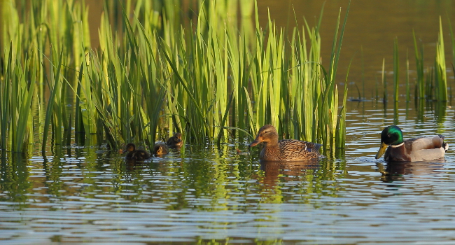 Canard colvert (Anas platyrhynchos) adultes et poussins - Crédit photo : Armel Deniau