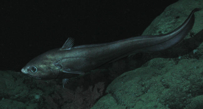 Grenadier (Coryphaenoides armatus) - Crédit photo : NOAA / MBARI