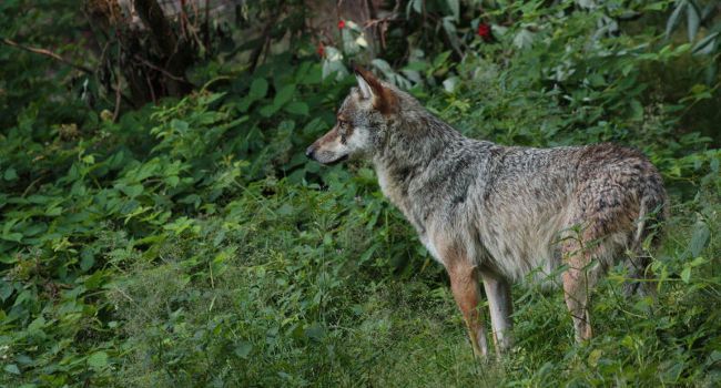 Loup gris (Canis lupus) - Crédit photo : Manon Batista