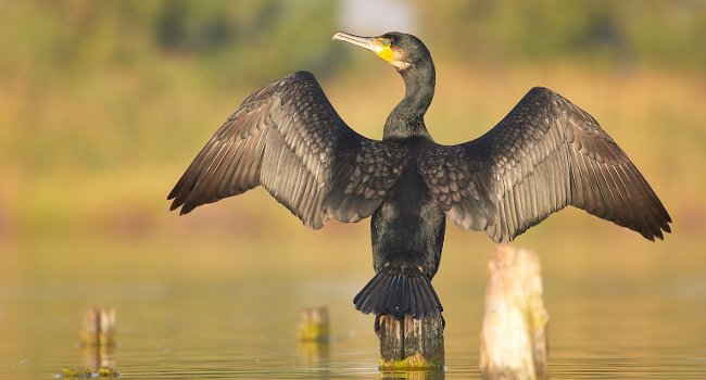 Grand Cormoran (Phalacrocorax carbo) - Crédit photo : David Allemand
