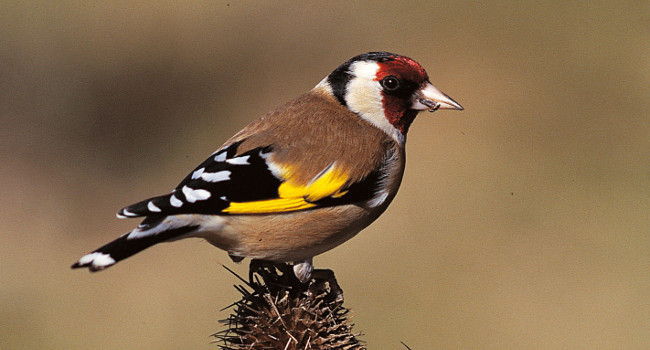 Chardonneret élégant (Carduelis carduelis) -Crédit photo : Christian Aussaguel 