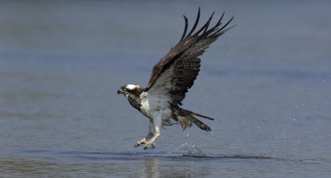 Balbuzard pêcheur (Pandion haliaetus) - Crédit photo : Fabrice Cahez