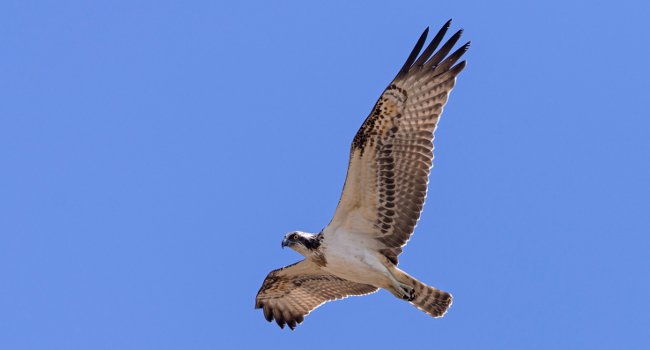 Balbuzard pêcheur (Pandion haliaetus) - Crédit photo : Michael Gerber