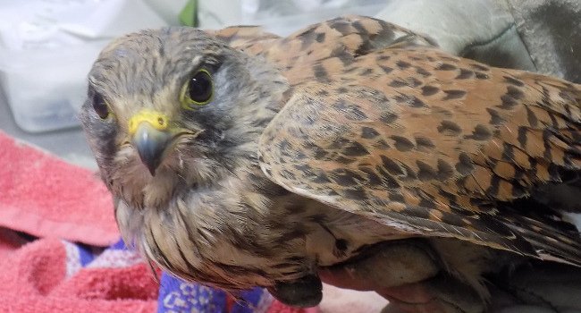 Faucon crécerelle (Falco tinnunculus) - Crédit photo : Centre de sauvegarde de la LPO aquitaine