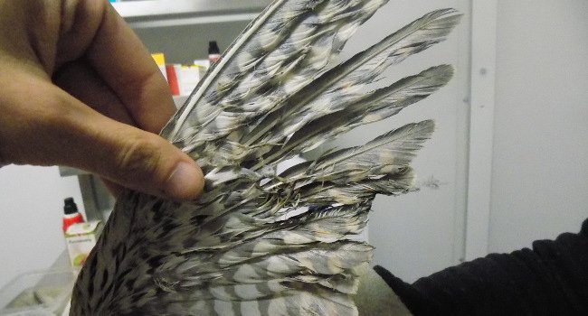 Aile du Faucon crécerelle (Falco tinnunculus) - Crédit photo : Centre de sauvegarde de la LPO aquitaine