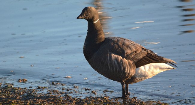 Bernache cravant (Branta bernicla) - Crédit photo : Daniel Godinou