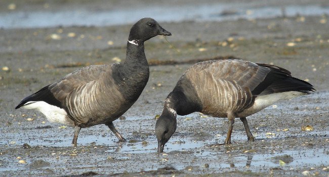 Bernache cravant (Branta bernicla) - Crédit photo : Christian Aussaguel