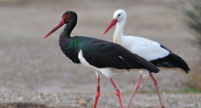 Cigogne noire (Ciconia nigra) - Crédit photo : Antoine Joris