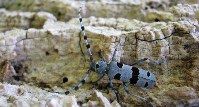 Rosalie des alpes (Rosalia alpina) - Crédit photo : Nature Environnement 17 - RNR La Massonne