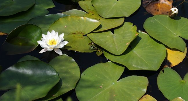 Nénuphar blanc (Nymphaea alba) et Grenouille verte (Rana esculenta) - Crédit photo Nicolas Macaire