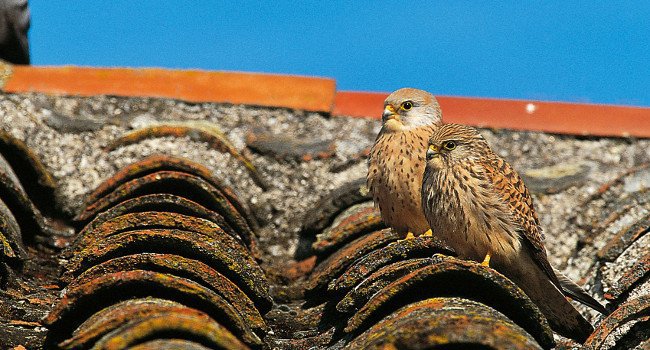 Faucon crécerellette (Falco naumanni) - Crédit photo : Émile Barbelette