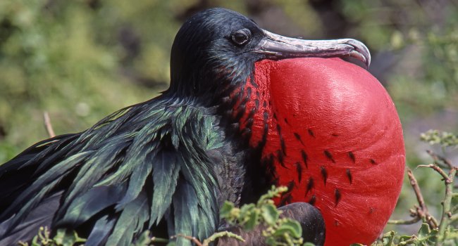 Frégate du Pacifique (Fregata minor) - Crédit photo : Yves Thonnérieux / Natur’Ailes 