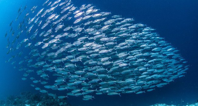 Sardines - Crédit photot : Paul Cowell Shutterstock