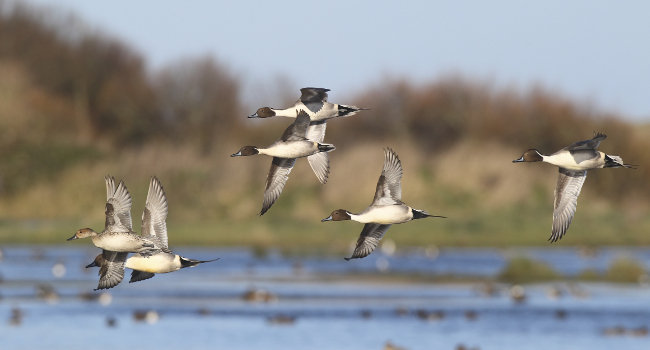 Canard pilet (Anas acuta) - Crédit photo : Émile Barbelette