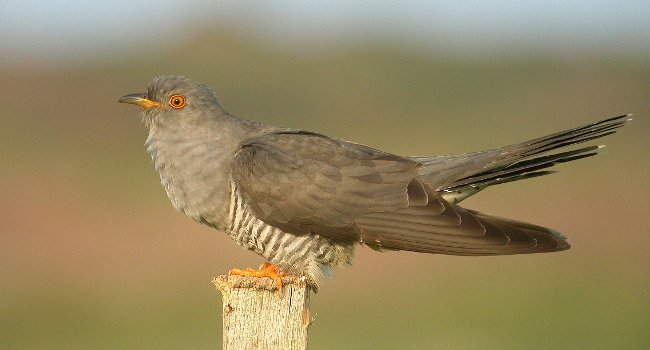 Coucou gris (Cuculus canorus) – Crédit photo : Aurélien Audevard