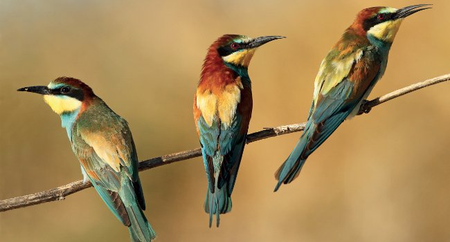 Guêpier d'Europe (Merops apiaster) - Crédit photo : Aurélien Audevard