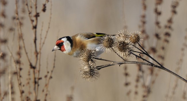 Chardonneret élégant (Carduelis carduelis) - Crédit photo : F. Cahez