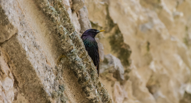 Étourneau sansonnet (Sturnus vulgaris) et Vieilles Pierres, Ile de Ré - Crédit photo : Alexis Orseau / LPO
