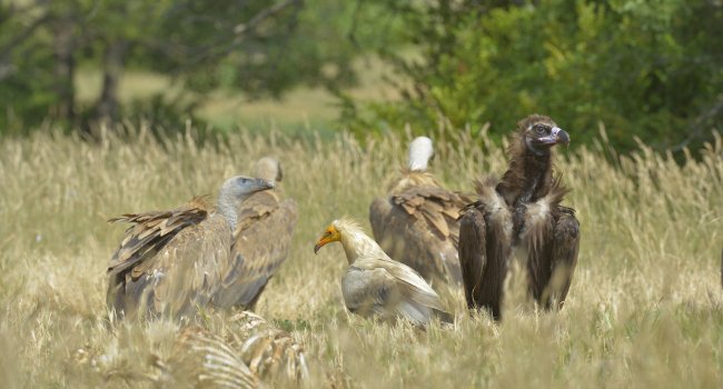 Vautours fauves (Gyps fulvus), Vautour percnoptère (Neophron percnopterus), Vautour moine (Aegypius monachus) - Crédit photo : Bruno Berthémy