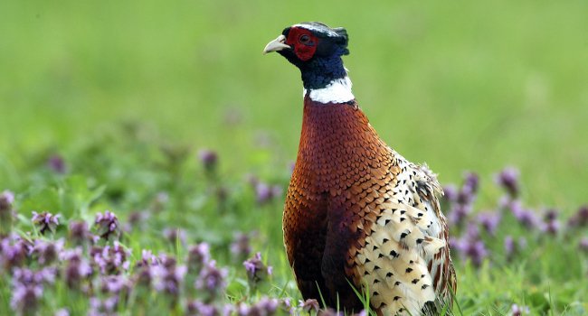 Faisan de Colchide (Phasianus colchicus) - Crédit photo : F. Cahez